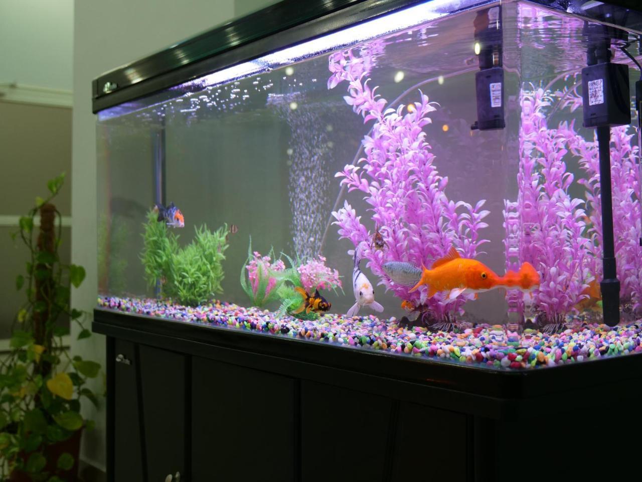 כוויית Heidelberg Apartment מראה חיצוני תמונה