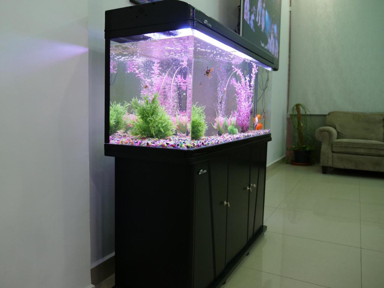 כוויית Heidelberg Apartment מראה חיצוני תמונה
